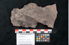 Foto (Objekt + Etikett) von Fagus ninnisiana Unger (NHMW-GEO-2024-0188-10204)
